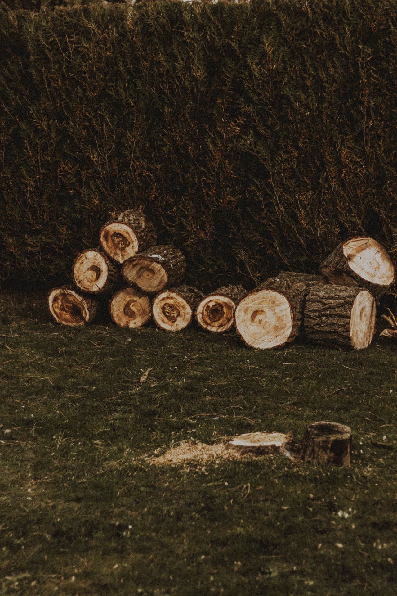 Cut logs stacked by a hedge with a fresh stump